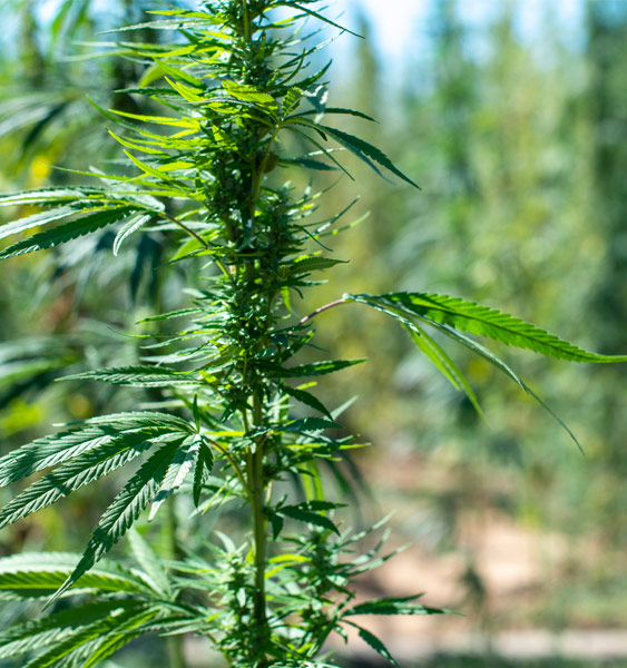cannabis-bg