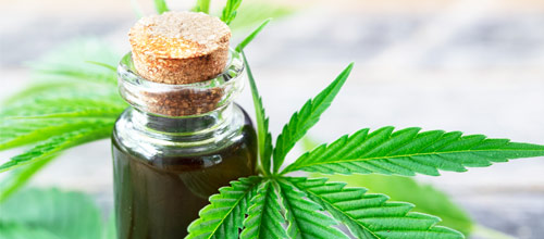 cannabis
