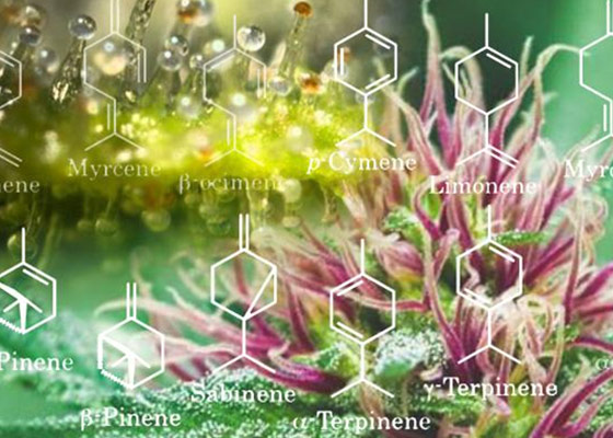 terpenes